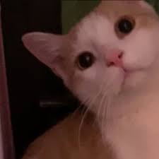 MASON (@cool.cat.mason) • Threads, Say more