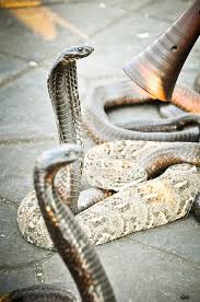 Salam Marrakech Reptiles Pet Snake Animal Companions