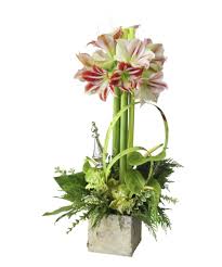 Extending To The Sky From A Birch Wood Container Are Stunning Amaryllis And Decorative Ornaments Amaryllis Plant Christmas Plants Same Day Flower Delivery