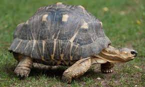 Slow Moving Justice Tortoise Recovered Seven Years After Perth Zoo Theft Tortoise Baby Meerkat Radiated Tortoise