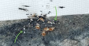 Image result for bed bugs eggs