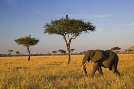 Gevonden Op Bing Via Www Huffingtonpost Com Savannah Gajah Afrika