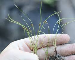 Image result for Lipocarpha