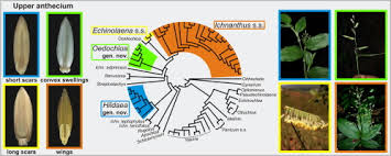 Image result for Poecilostachys oplismenoides