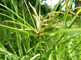 Image result for Cyperus esculentus