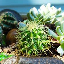 How To Create A Desert Themed Container Garden Container Gardening Garden Planting Flowers