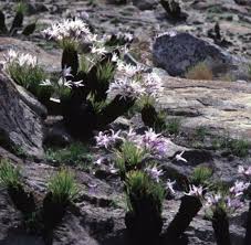 Image result for Xerophyta wentzeliana