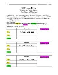 A t g g g g a g a t t c a t g a translation protein (amino acid sequence): Worksheet Covering Dna Replication Transcription And Translation And Mutations Transcription And Translation Dna Replication Transcription