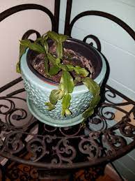 My other cactus is a christmas cactus and imagine my surprise to find out it's a different type. Is My Christmas Cactus Dead How Do I Help It I Tried More Light No Light Letting Soil Dry Out Keeping Soil Moist I T Christmas Cactus Plants Planting Roses