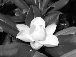Southern Magnolia Mississippi Encyclopedia