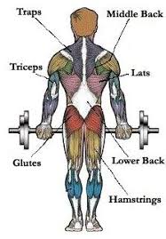 Pain that comes on suddenly is. Map Of Muscles Pick Exercises For Different Muscle Groups Muscle Training Muscle Diagram Muscle
