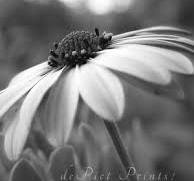 5x7 Black & White Daisy Flower Photography Print - Botanical Wall Decor - Reach | eBay