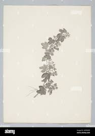 Image result for Triumfetta digitata