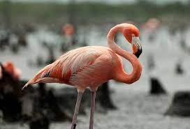 Flamingos have slender legs, long, graceful necks, large wings, and short tails. Flamingo Essence Phi Essences