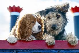 Tmz reports that he was taken to a nearby hospital, and according to cnn, he is recovering well, thankfully. Meet The Real Dogs Of Disney S New Lady And The Tramp
