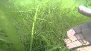 Image result for Craterostigma newtonii