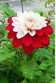 Pin By Borkie On Flowers Beautiful Flowers Unusual Flowers Rare Flowers