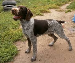 Image result for český fousek stavba těla