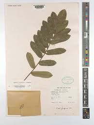 Image result for Cnestis