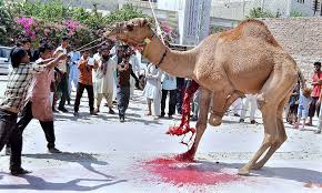 Overview of camel meat market in india. Record Number Of Camels Sold This Eid Newspaper Dawn Com