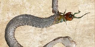 It looks much like an earthworm. Last Supper Centipede Dies Eating Way Out Of Snake Belly