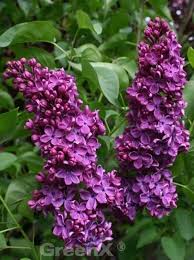 Kunst und garten / garten & gesundheit sommerhofenpark 7106 sindelfingen. Syringa Vulgaris Andenken An Ludwig Spath Gartenflieder Gewohnlicher Flieder Edelflieder