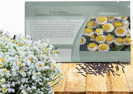 Image result for Aptosimum elongatum