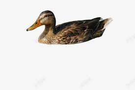 游泳的鸭子高清素材动物家禽游泳野鸭鸭in 2021 animals mallard duck
