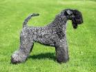 Kerry Blue Terrier Dog Breed Profile | Petfinder