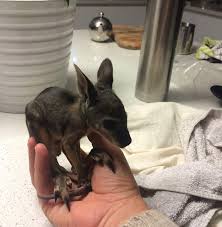 This Baby Wallaby Is The Cutest Thing You Will Ever See Cute Animals Animal Lover Animals