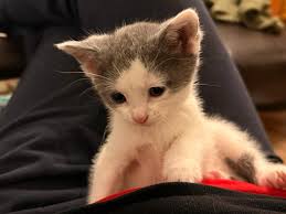 It's looking like Zoe is actually a boy. I suppose I should rename him, but  I'm so used to the name Zoe. Maybe he could be Zoe the Boy Kitty.