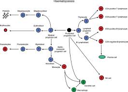 Image result for Hematologic Cancer
