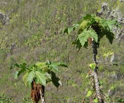 Image result for Obetia