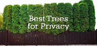 Hedges create a private outdoor living space, help buffer noise, and give an aesthetic appeal to the garden. How To Choose The Best Trees For Privacy Budget Dumpster