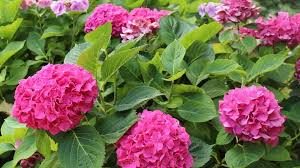 Image result for Hydrangea