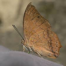 Image result for Drypetes arguta