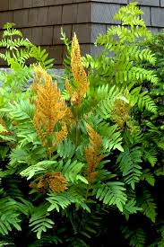 Image result for Osmunda regalis