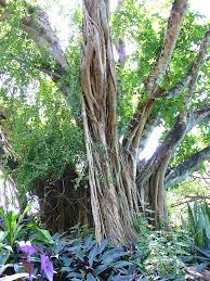 Maybe you would like to learn more about one of these? In My Garden 8 The Big Tree Nicola Biscardi Flickr