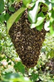 Well, there always has to be a queen! 240 H O N E Y B E E Ideas In 2021 Bee Bee Keeping I Love Bees
