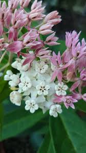 Image result for Asclepias adscendens