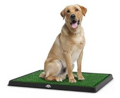 Maybe you would like to learn more about one of these? The Best Indoor Dog Potty Review In 2021 Pet Side