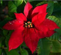 La poinsetia o flor de pascua se puede cultivar tanto en el interior de la casa como en el jardín. Flor De Pascua Dibujo Imagui