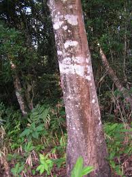 Image result for Mitragyna stipulosa