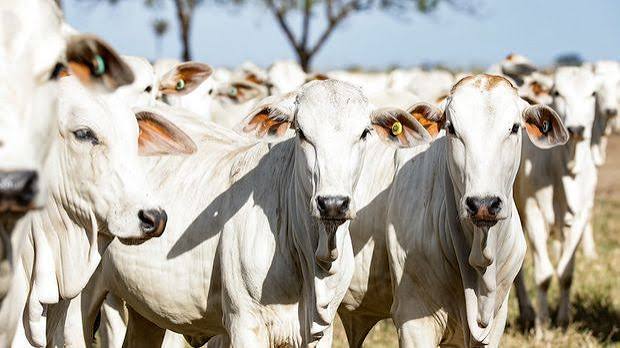 Mato Grosso mant&eacute;m lideran&ccedil;a e fecha 2025 com 31,6 milh&otilde;es de bovinos | Agrofy News