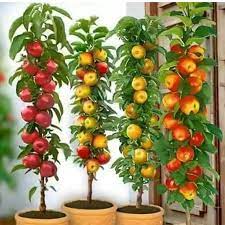 Fruit trees should be pruned to improve the quality of the fruits, to reduce the size pruning consists mainly of removing crossing, weak, vertical and diseased wood, and thinning out watersprouts and. Instagram Post By Flowers Plants Beautiful Jun 29 2018 At 6 52pm Utc Fruit Trees Backyard Plants Fruit Garden