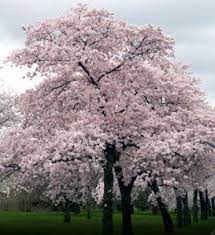 Cherry Japanese Flowering Yoshino Trees For Sale At Arborday Org Flowering Trees Trees To Plant Flowering Cherry Tree