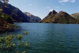 Image result for Anisotes bracteatus