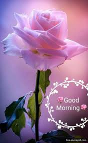 Romantic Good Morning Text For Her Good Morning Images Flowers Good Morning Flowers Good Morning Beautiful Flowers