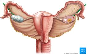 Male body structure on pinterest. Homology Of The Male And Female Genitalia Anatomy Kenhub