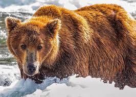 In addition to adapting to our new normal in the wake of the public health crisis, many people are also getting back into the swing of ordinary life to. National Parks Quiz And Trivia 12 The Wildlife Edition